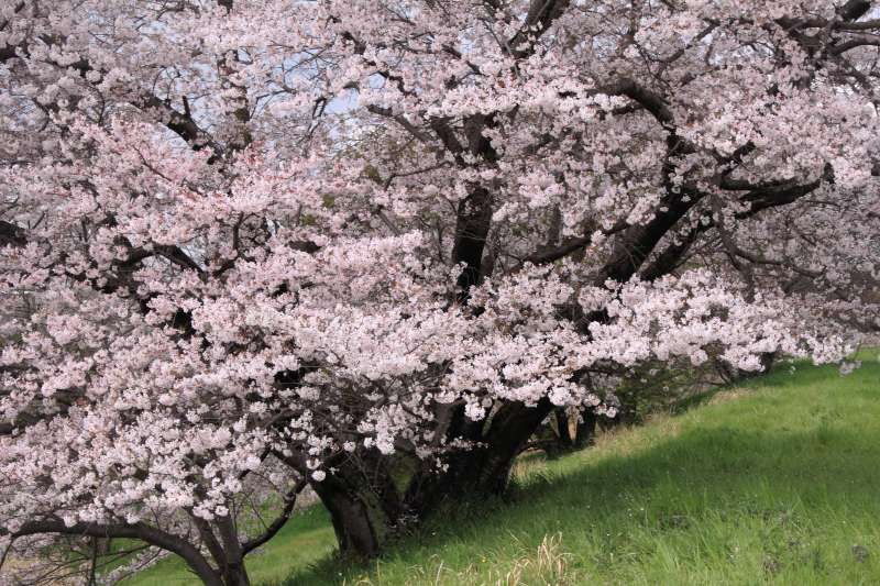 一本桜_005.jpg