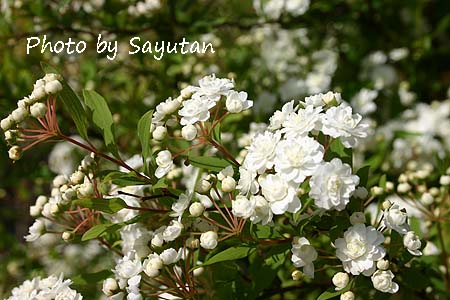 八重咲きこでまり