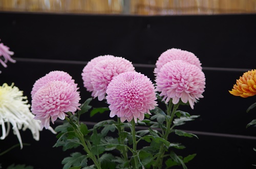 東京都観光菊花大会