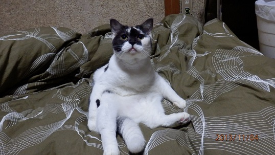 カリン.jpg