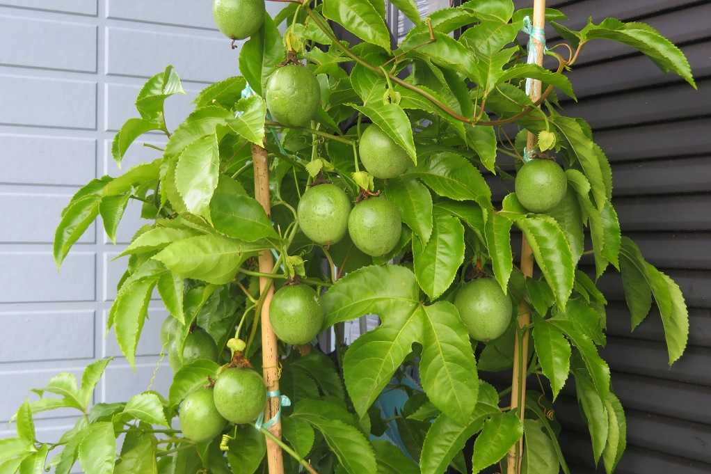育てている花の苗 ヒナゲシ 西洋桜草 ハボタン パッションフルーツ熟れるかなぁ 大分金太郎の花鳥蝶月 楽天ブログ