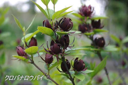 フラワーセンター大船植物園にて