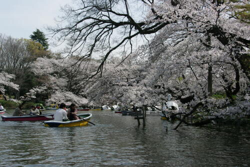 井の頭恩賜公園の桜