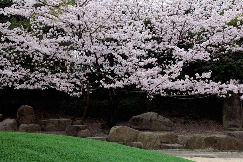Ｋ公園桜_004.jpg