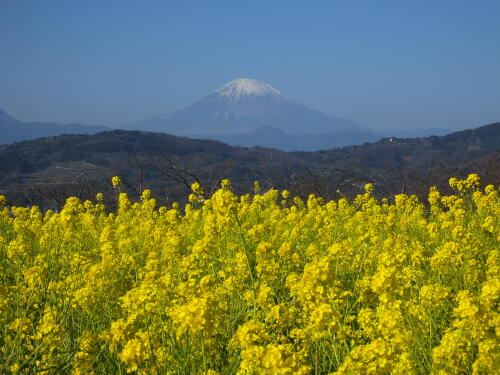 吾妻山公園