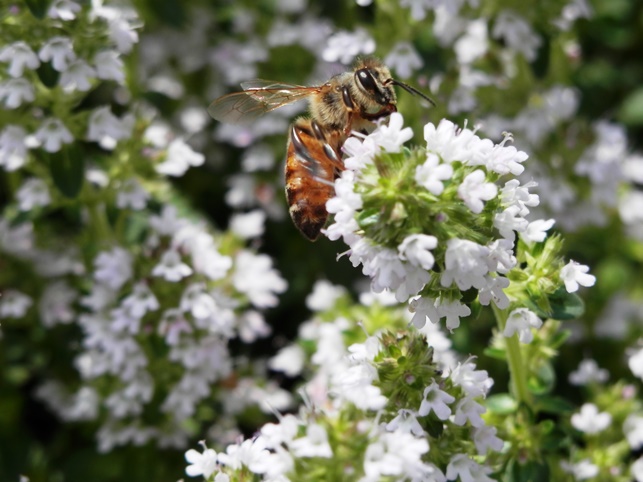 P6290016ﾀｲﾑと虫.jpg