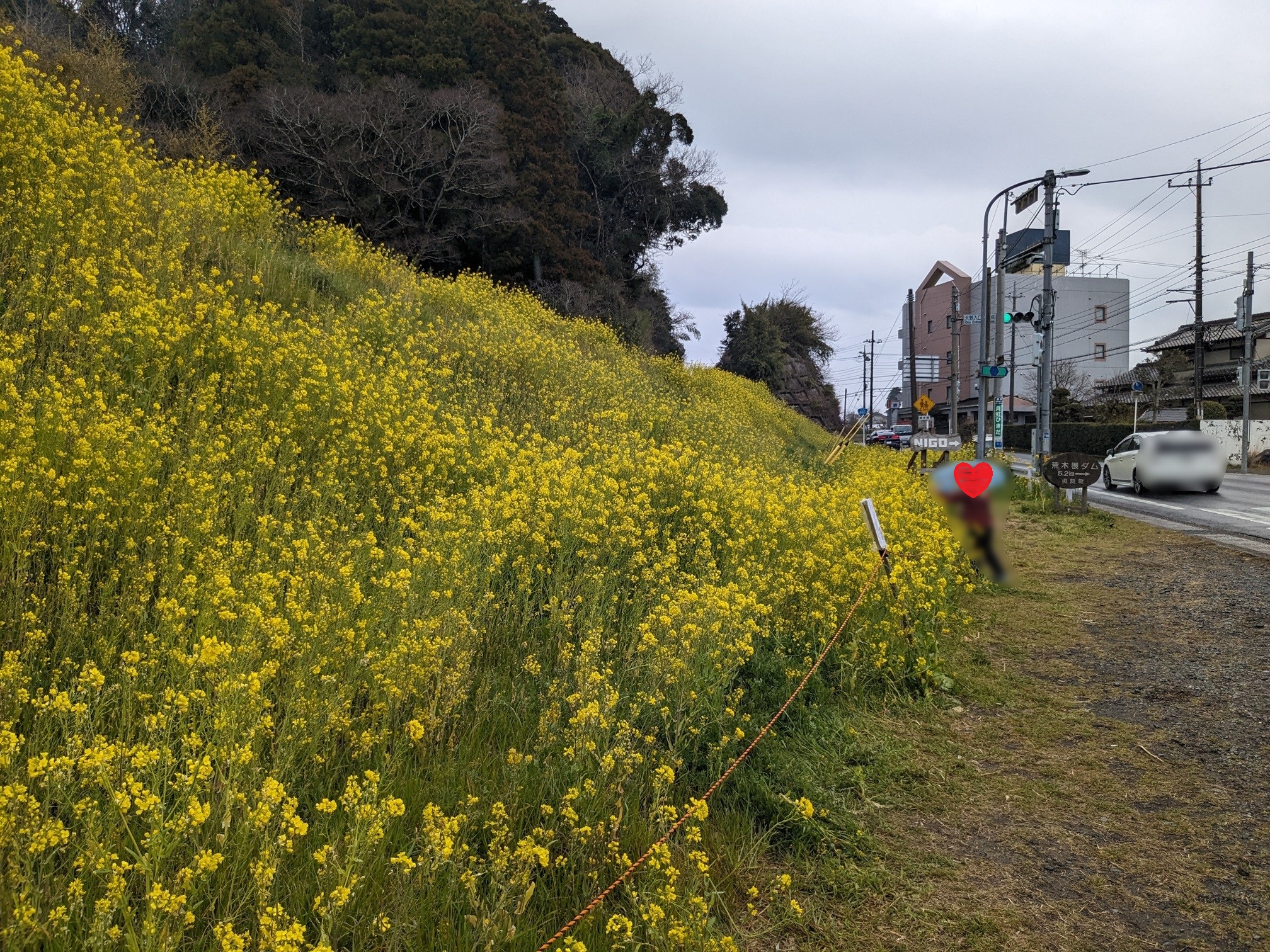 千葉県いすみ市行川　いすみ鉄道沿いの菜の花畑の穴場　雨だけどキレイ