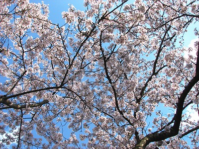 神社の桜01