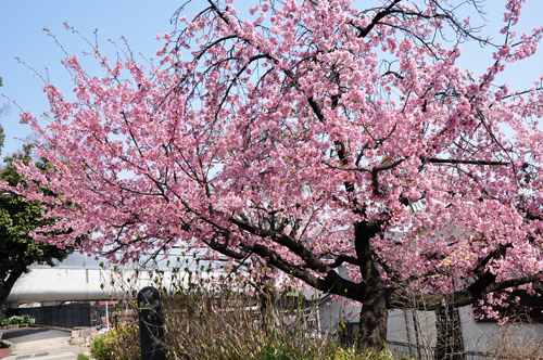 桜５