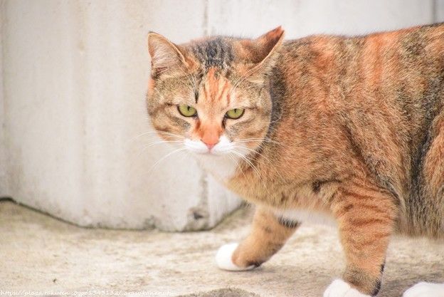 やっぱり猫のお話 | 今日の予定 - 楽天ブログ