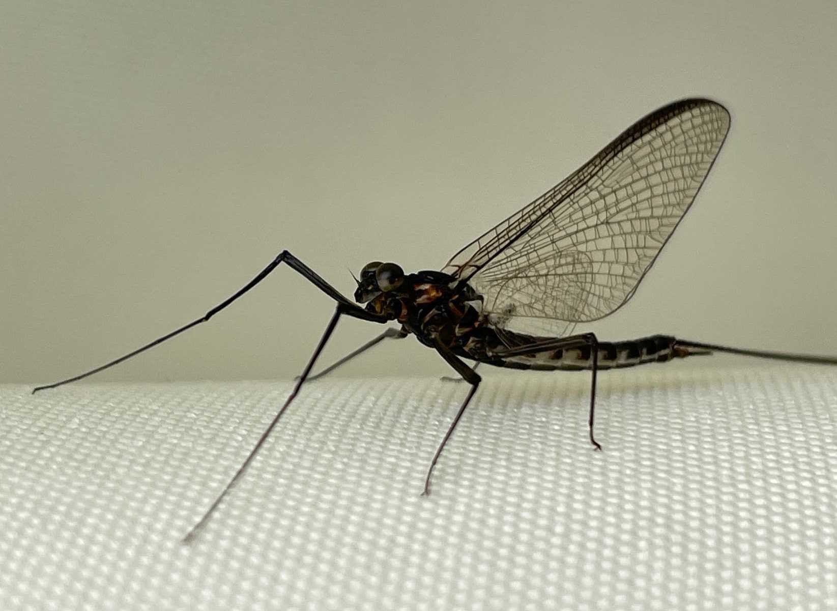 かげろう 暮らしを楽しむ ｄeux 楽天ブログ