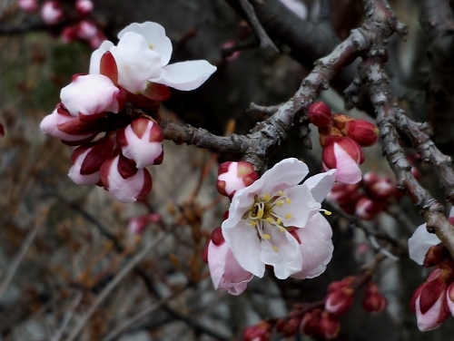 20150403_155251 (500x376).jpg