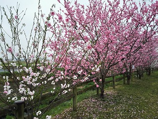 IMG_20170408_123255ss.jpg