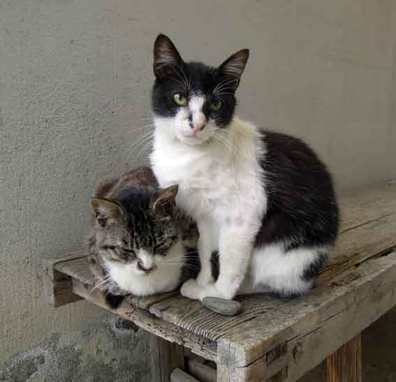 我が家のニャンコ♪2013/5/11-2