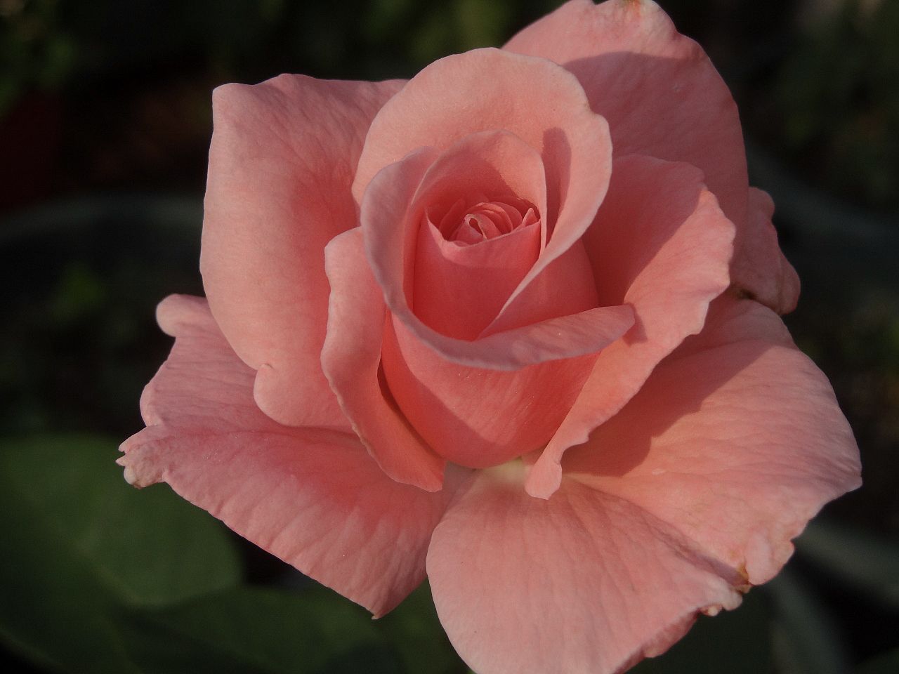 遅い二番花クリスティアーナ クイーン エリザベス バラの美と香りを求めて 楽天ブログ