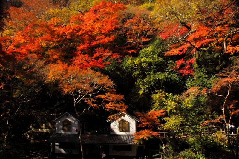 箕面公園_11-04.jpg