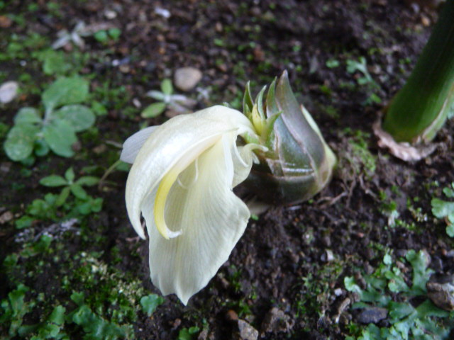 537 ミョウガの花
