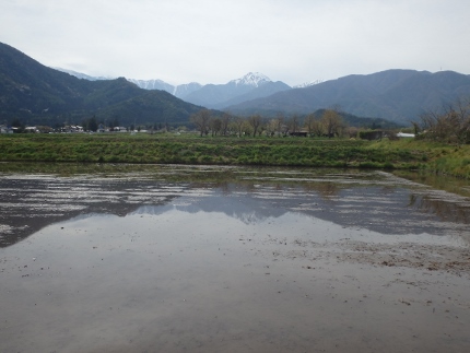 水鏡（田んぼと常念）