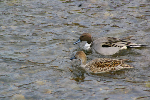 鴨川のオナガガモ