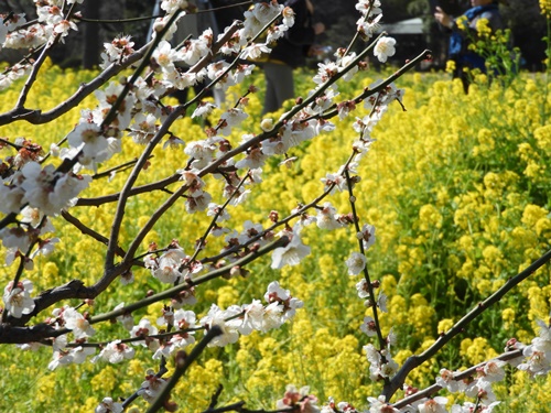 浜離宮恩賜庭園にて