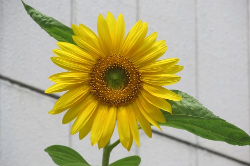 ヒマワリ（向日葵）の花