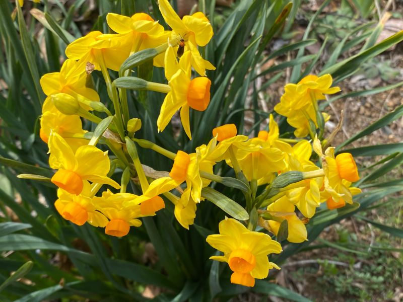春が來た 春が來た どこに來た 醍醐山と下部 しもべ 温泉 楽天ブログ