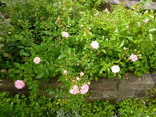 P1190477-ss.jpg