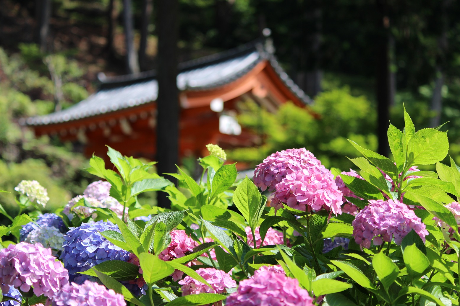 三室戸寺山門を見上げて