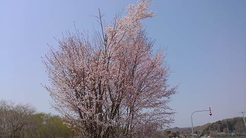 浦河桜.jpg