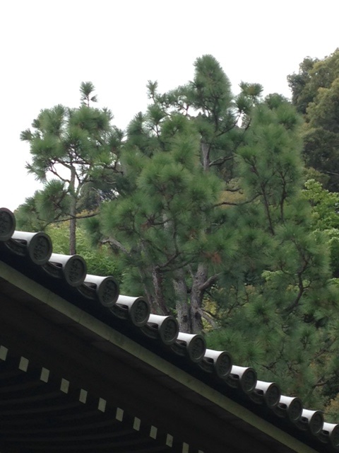 永観堂三鈷の松