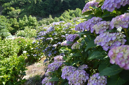 DSC_0180.jpg
