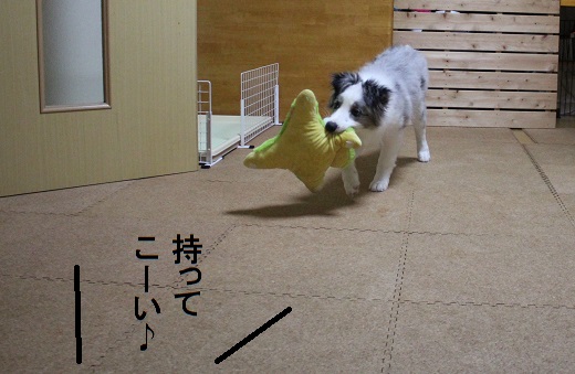 持ってこい