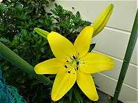 ７月１９日の誕生花 ユリ 黄 の花言葉 不安 黄色の 陽気 なユリ 百合 の花 弥生おばさんのガーデニングノート 花と緑の365日 楽天ブログ