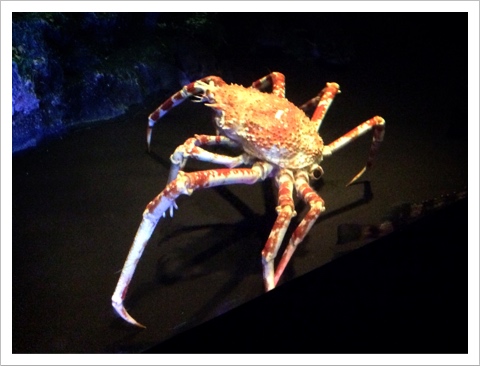 サンシャイン水族館・カニ
