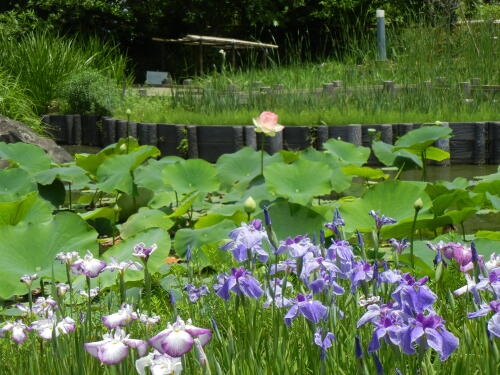 馬場花木園にて