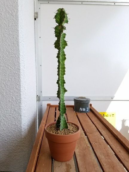 植え込んだヤツらを眺めるぞ！ | デルオの多肉日記 - 楽天ブログ