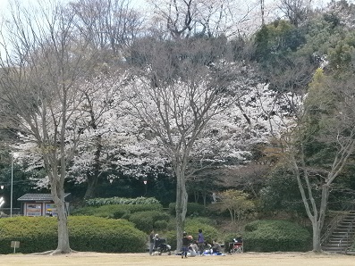 浜松城の桜