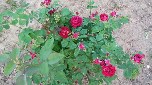rblog-20170520190157-02.jpg
