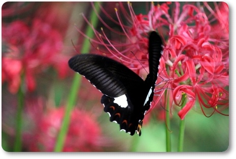 動橋川-12 ヒガンバナとモンキアゲハ-1 13.9.24