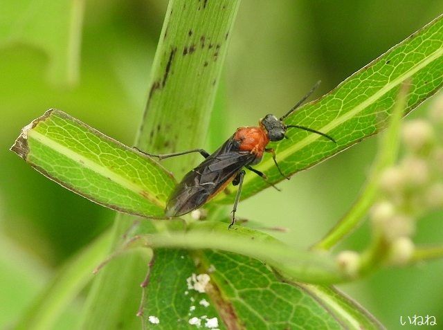 オスグロハバチ 草の葉にとまった胸が赤い蜂 いねねの趣味三昧 昆虫 野鳥 古寺巡り 読書 木工 語学など 楽天ブログ