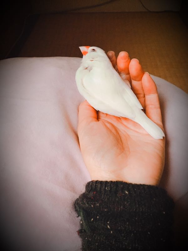 文鳥はかわいい ウチの鳥たち 楽天ブログ