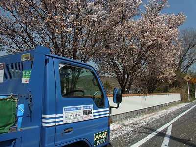 桜吹雪2