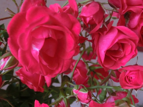 薔薇赤小輪つる