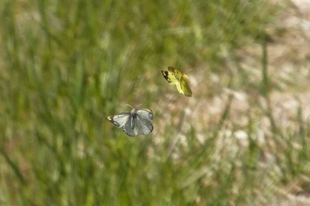 515