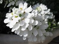 ３月１４日の誕生花 キャンディタフトの花言葉 心をひきつける 茎を曲げて咲くイベリスの花の 甘い誘惑 弥生おばさんのガーデニングノート 花と緑の365日 楽天ブログ