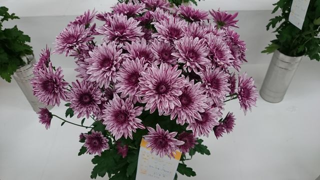 2016-02-14 11.14.28.jpg