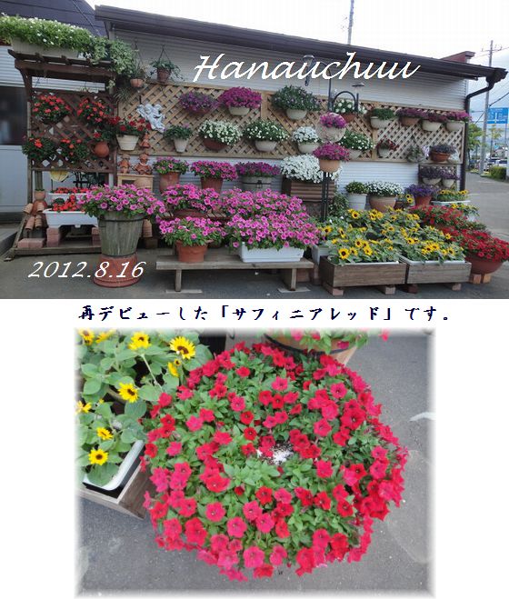 今日の花宇宙、サフィニアレッドが再デビュー