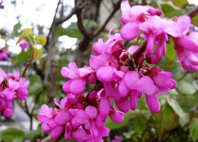 花蘇芳の蕾が咲き始めた 花と蕎麦とリハビリと 楽天ブログ