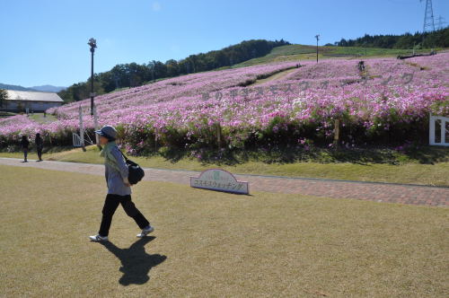 となみ　夢の平　コスモス