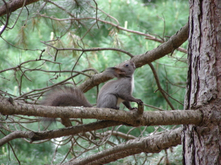 3びきのリス (1).JPG